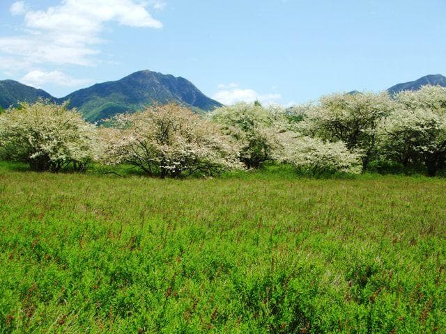 Senbaga Hara's Zumi