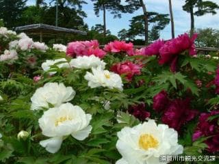 Peony 1