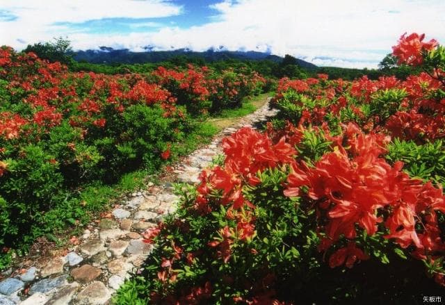 Lotus azalea in Happogahara