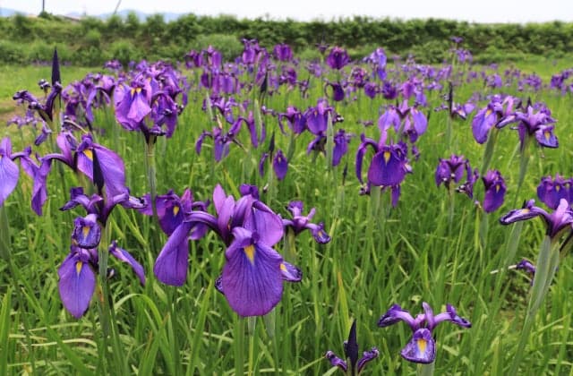 Nohanashobu Nishinosawa