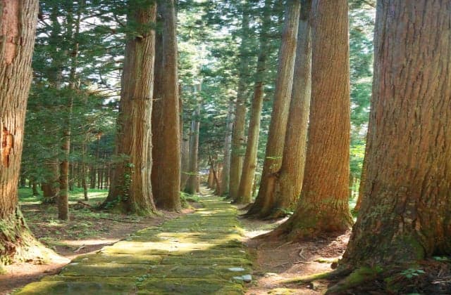 Kanaura Shrine cedar trees