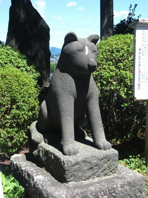 Akita dog guardian dog