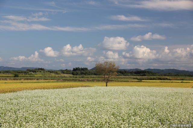 The buckwheat field is fine