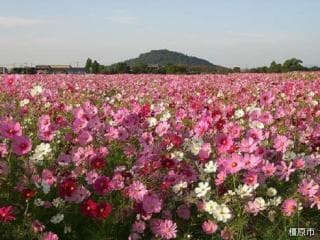 Autumn cosmos