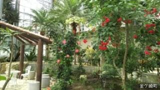 Greenhouse of Flowers