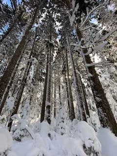 Red pine