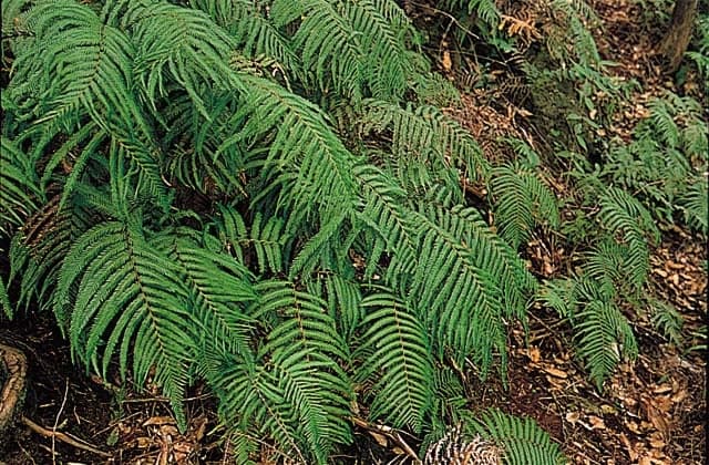 Kaneko ferns native fabric