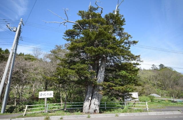 Pine of Tokoshiro