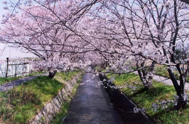 A row of cherry blossom trees on the banks of the Tanikawa River