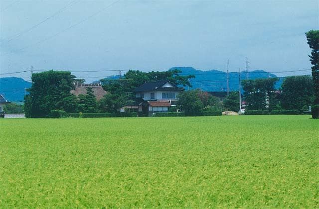 Tsukiji pine in the Izumo Plain
