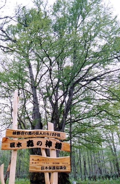 森の神様
