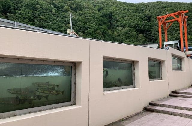 豊浦町　インディアン水車 鮭の遡上