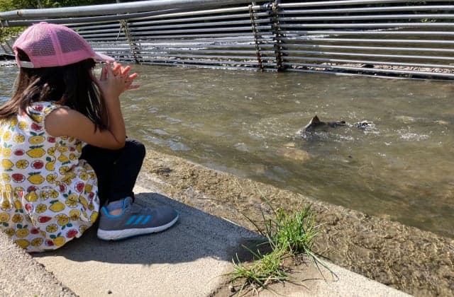 貫気別川のサケ