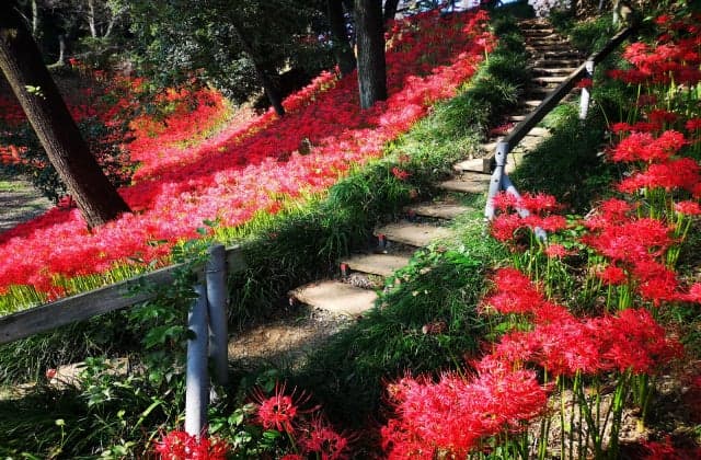Cluster amaryllis in Hanareyama Park