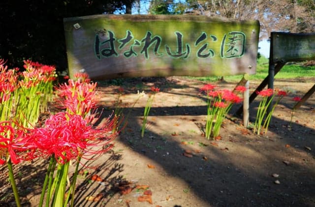 Cluster amaryllis in Hanareyama Park