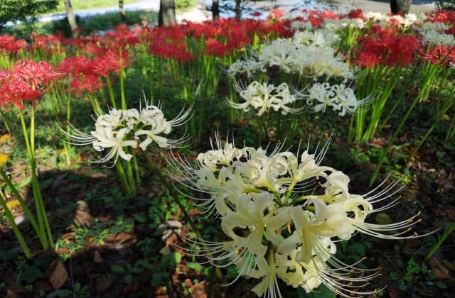 Cluster amaryllis in Hanareyama Park
