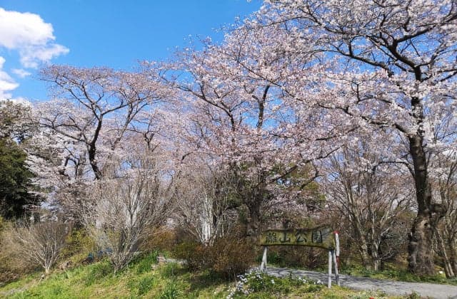 Cherry blossoms in Hanareyama Park