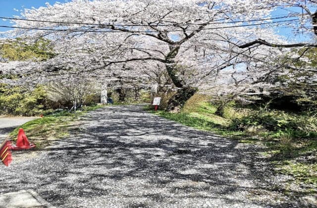 Cherry blossoms in Hanareyama Park