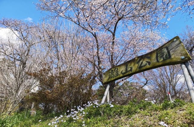 Cherry blossoms in Hanareyama Park