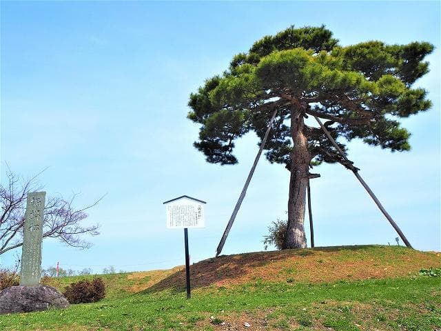 Nabekake pine