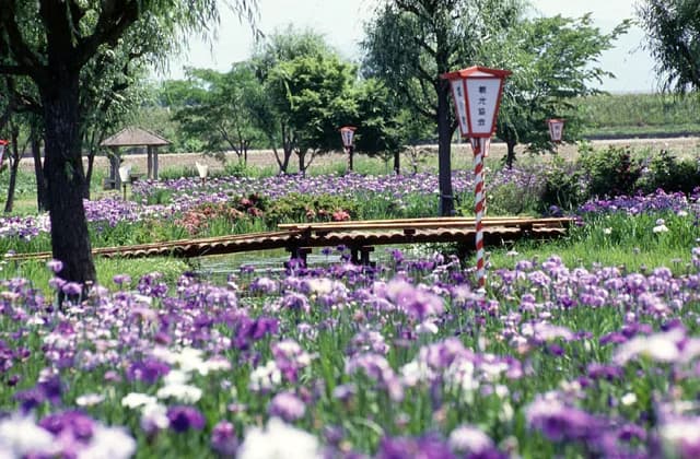 Flower Shobu in Gotemba Park