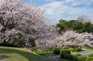 ときわ公園／さくら