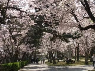Tokiwa Park Sakura