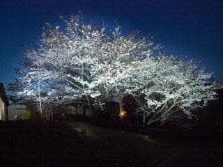 Tokiwa Park Sakura 2
