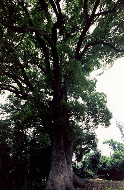 A large camphor tree