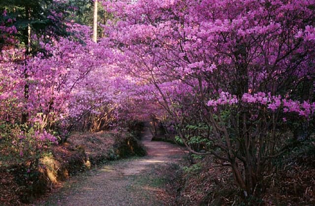 Azalea on Mount Inao