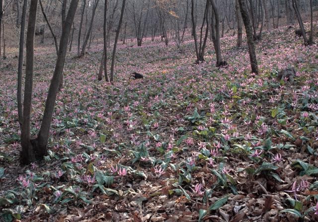 A colony of Katakuri