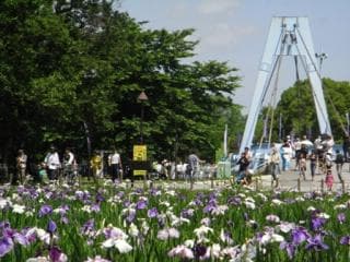 Iris of Mizumotokoen