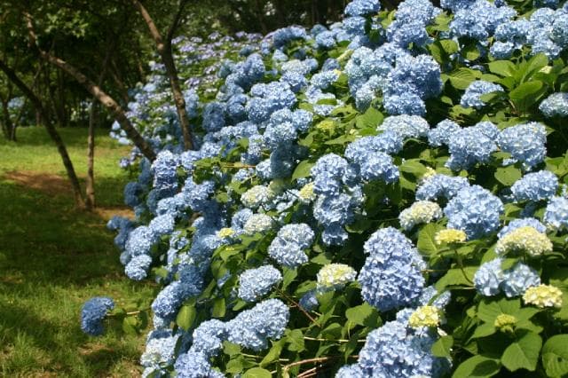 Hydrangea in Yamagami Castle Ruins Park