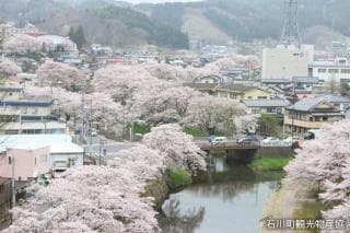 石川町　桜