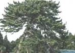 Shidare pine at Itoku-ji Temple