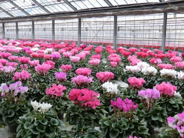 Cyclamen