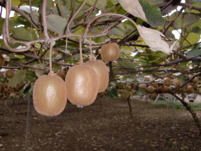 Kanra-machi kiwifruit