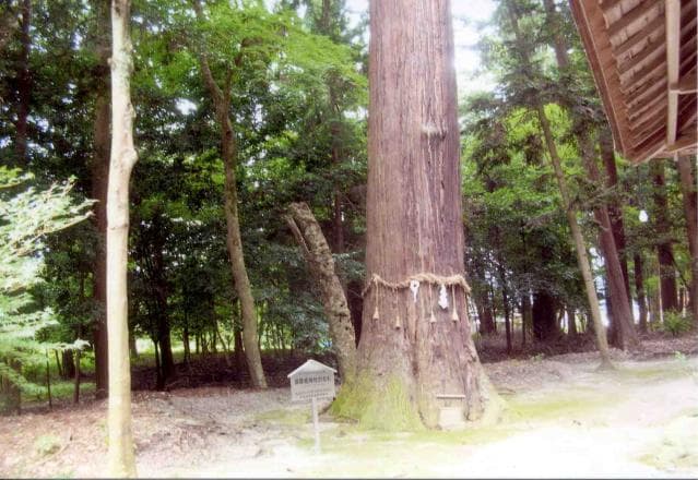 Osugi of Mikurisu-jinja Shrine