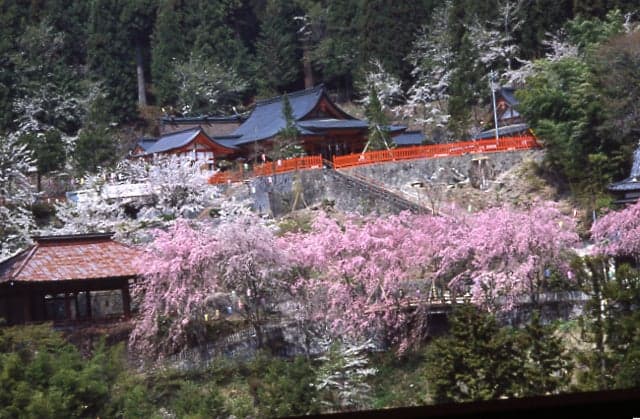 Cherry blossoms at Kinsakura Shrine