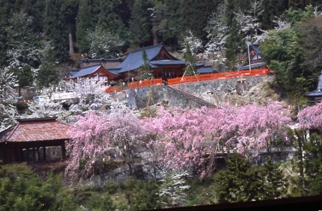 Cherry blossoms at Kinzakura-jinja Shrine