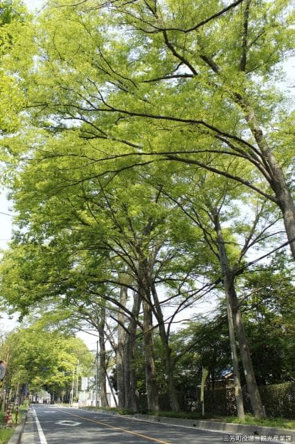 A row of zelkova trees in Mitomi Nitta