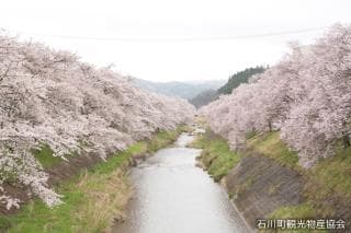 Cherry blossoms on the Imadegawa and Kita-Sugawa rivers