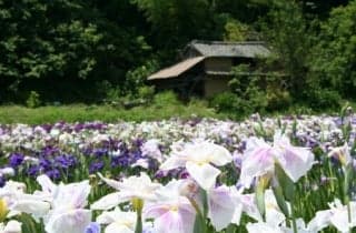 Iris field in Nago