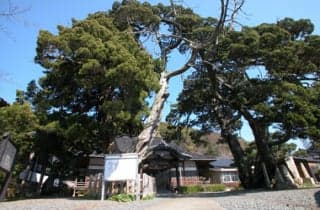 Daikaku-ji Temple's huge jungle tree