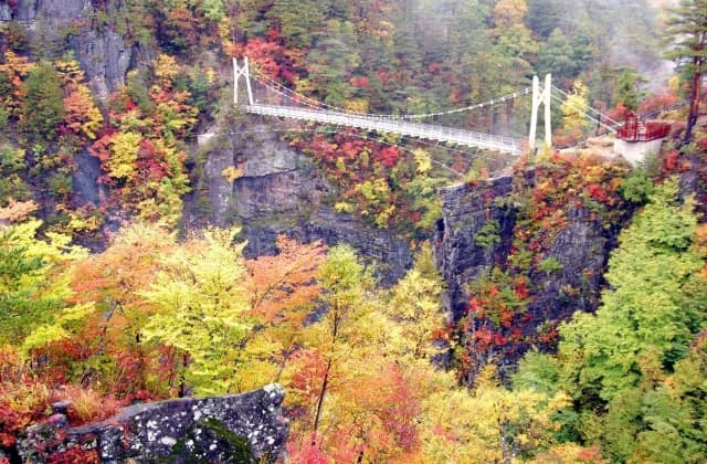 Setogo Gorge Red Leaves