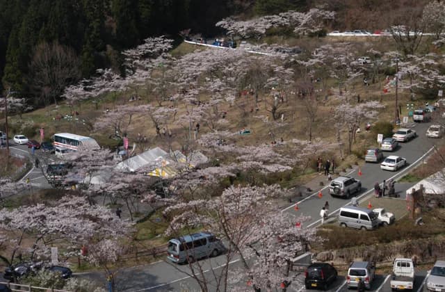 Senbonzakura at Takamori Pass