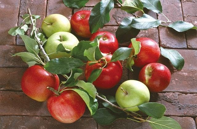 Apple (Miyashoji Fruit Tree Association)