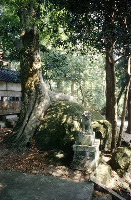 岩抱きのけやき