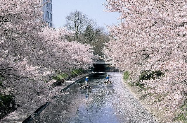 Cherry blossoms on the Isobe Tsutsumi and Matsukawa Belt