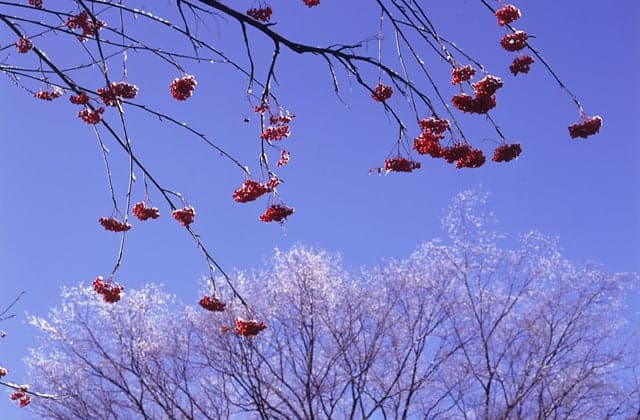 ナナカマド，ツツジ